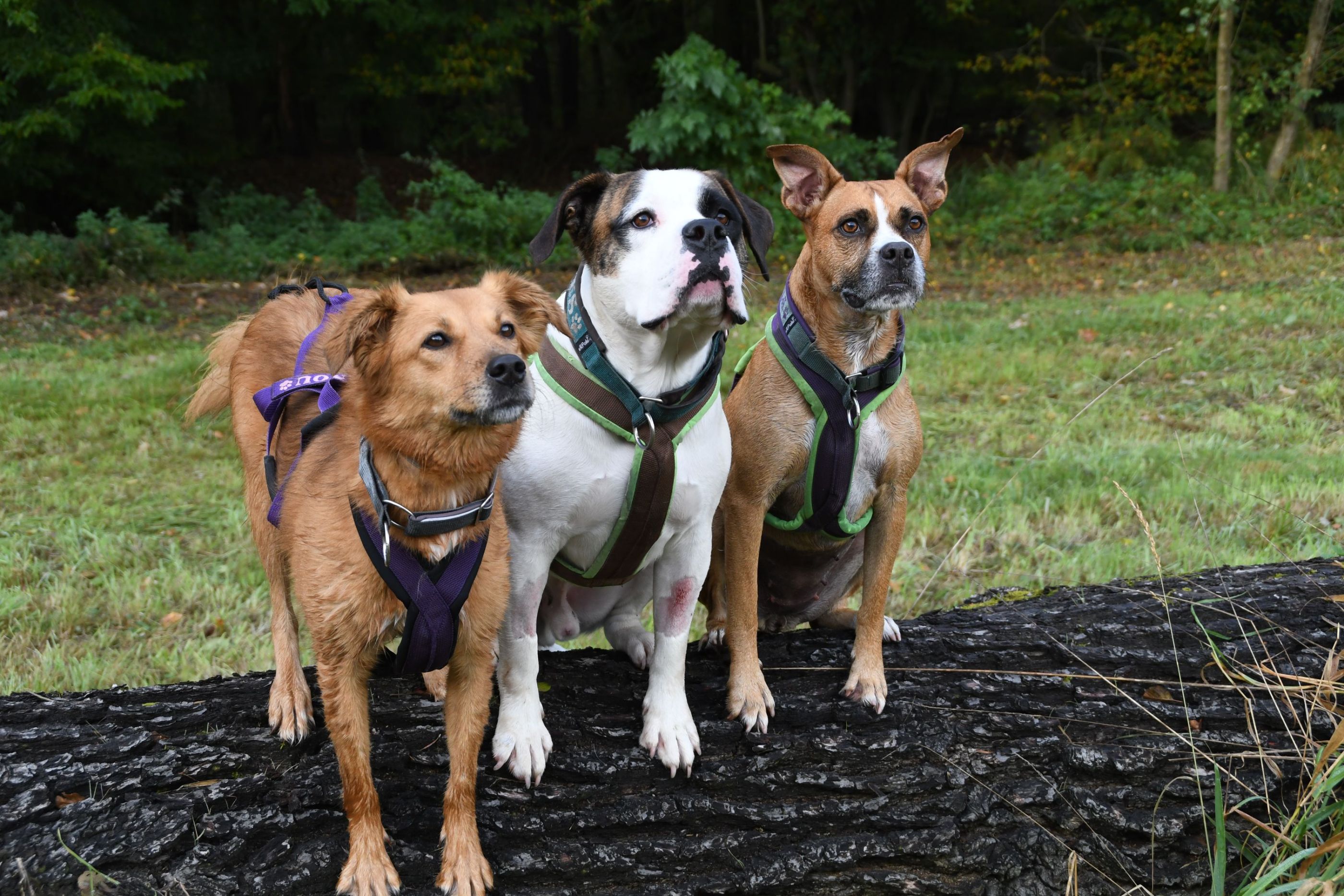 inbound7410284748838902314