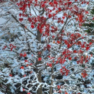 Foliage