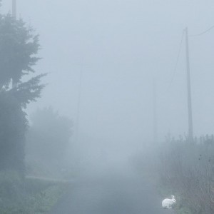 Nebbia