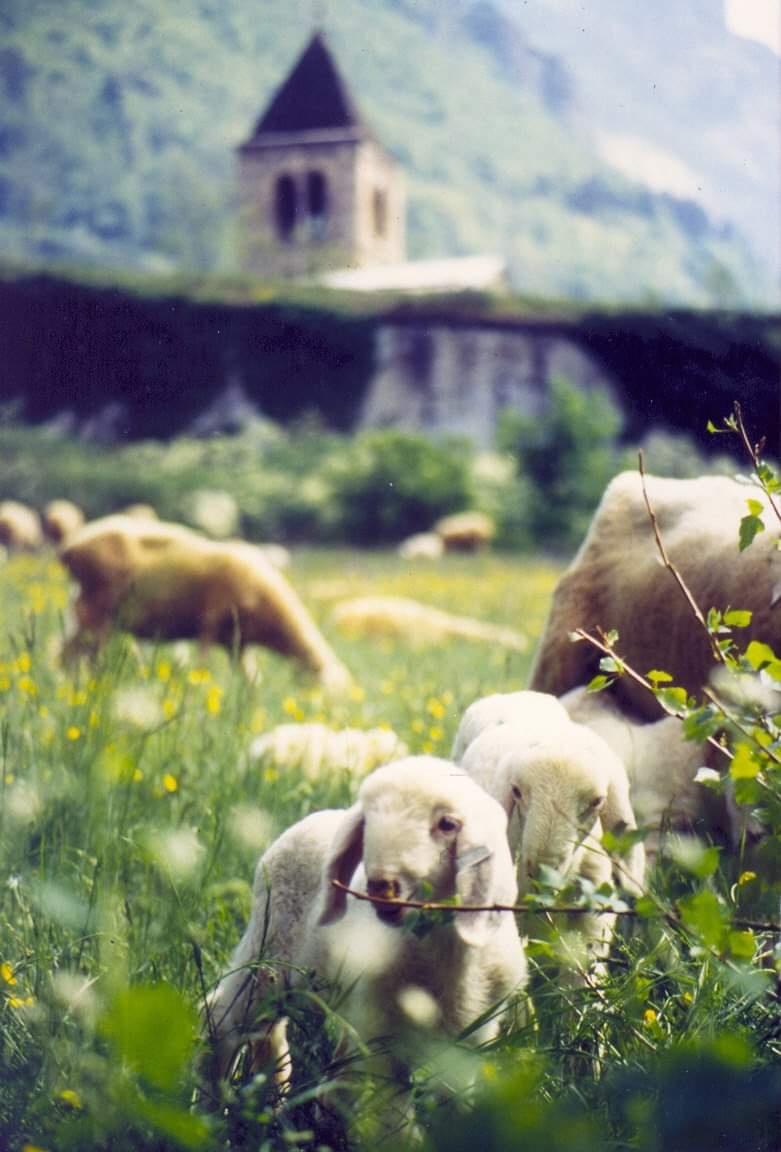 Vinadio pecora sambucana