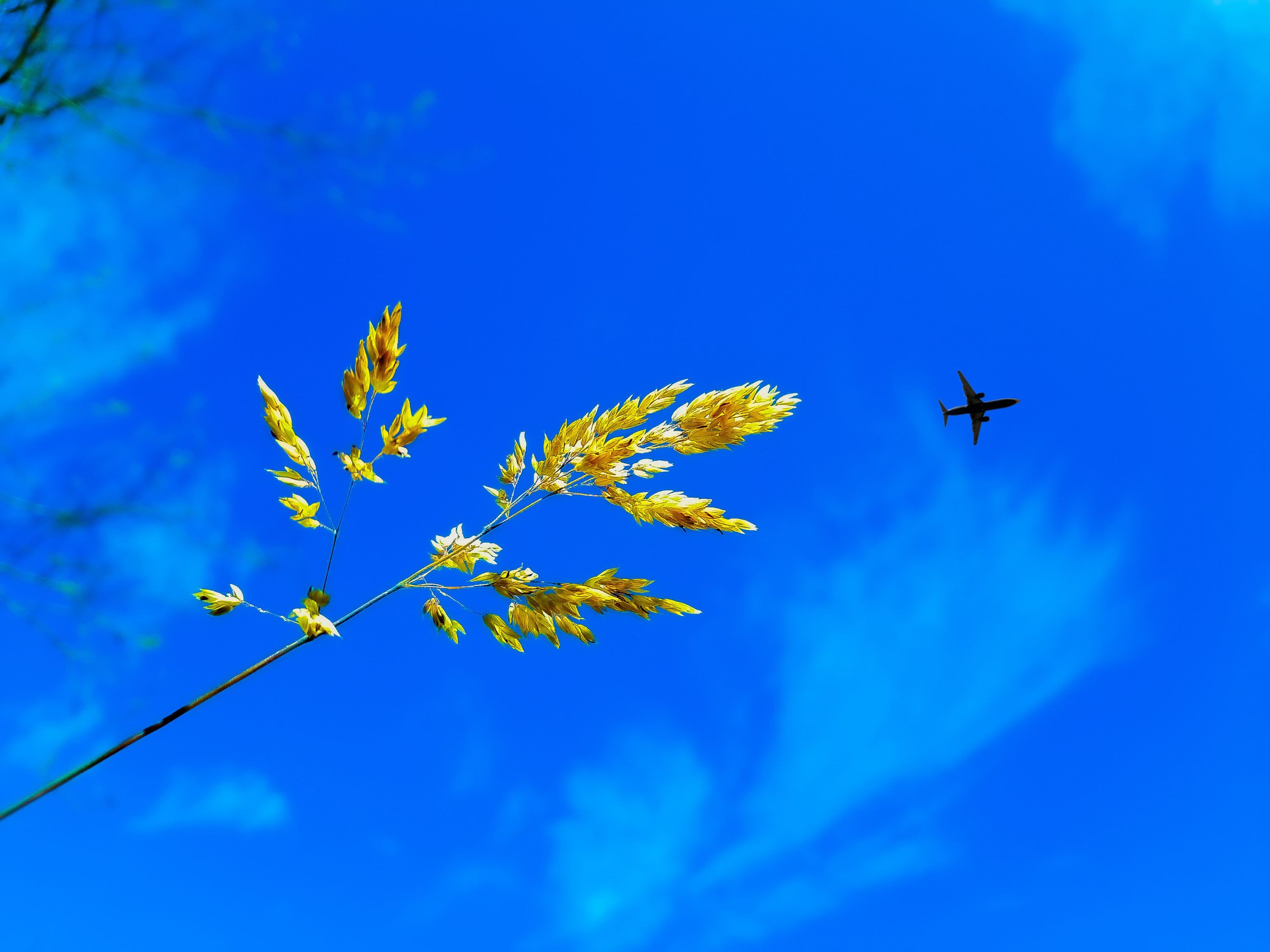 Azul