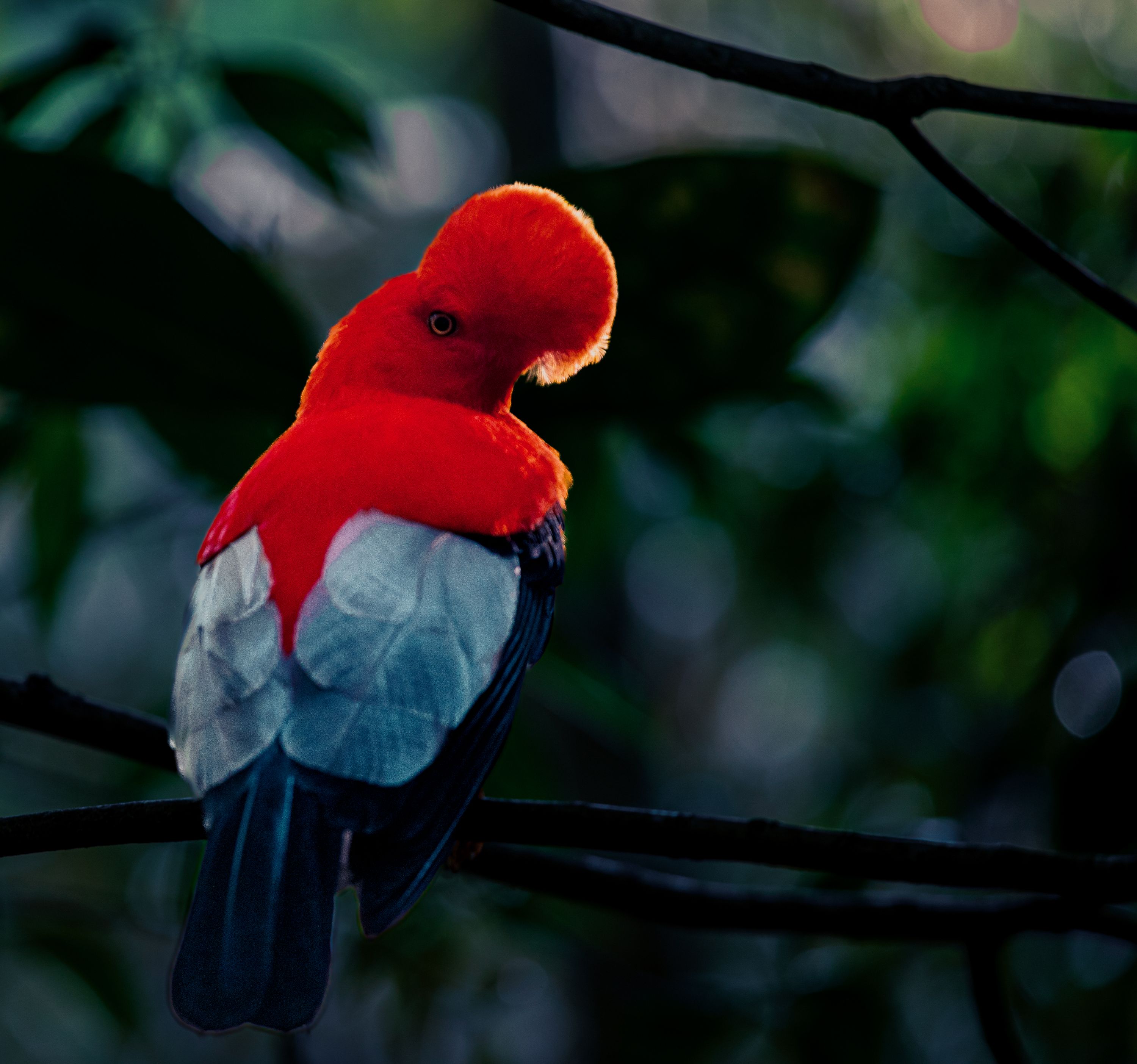 GallitoRoca Jardin Antioquia