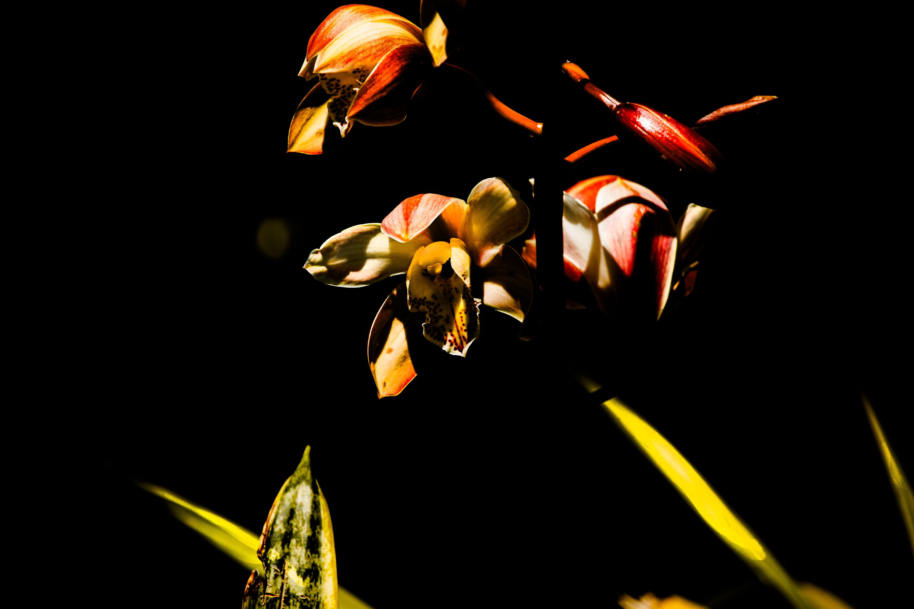 ANG_5005-1