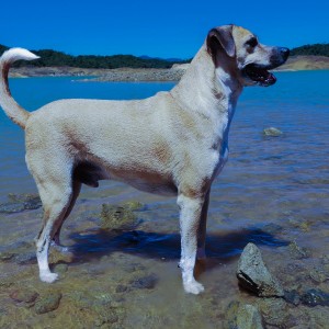 Black mounth cur