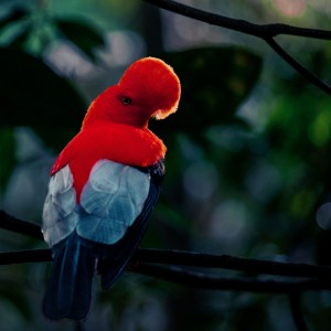 GallitoRoca Jardin Antioquia