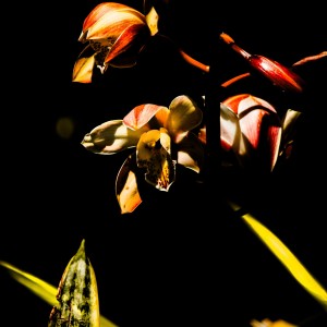 ANG_5005-1