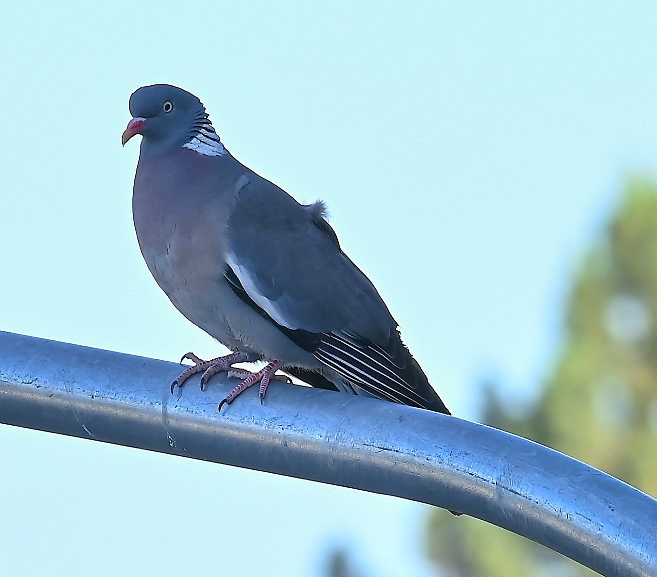 DSC_8529