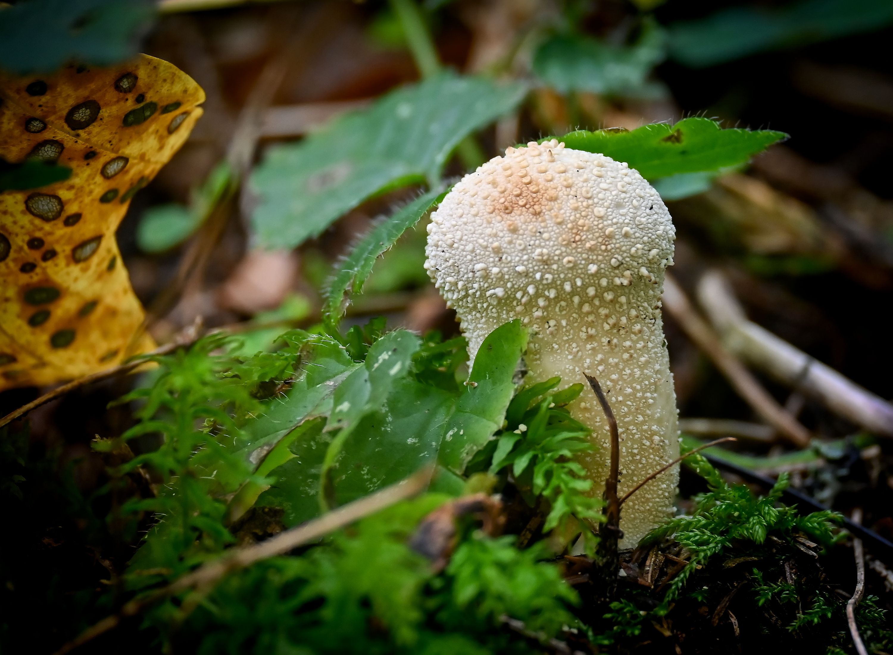 DSC_6306