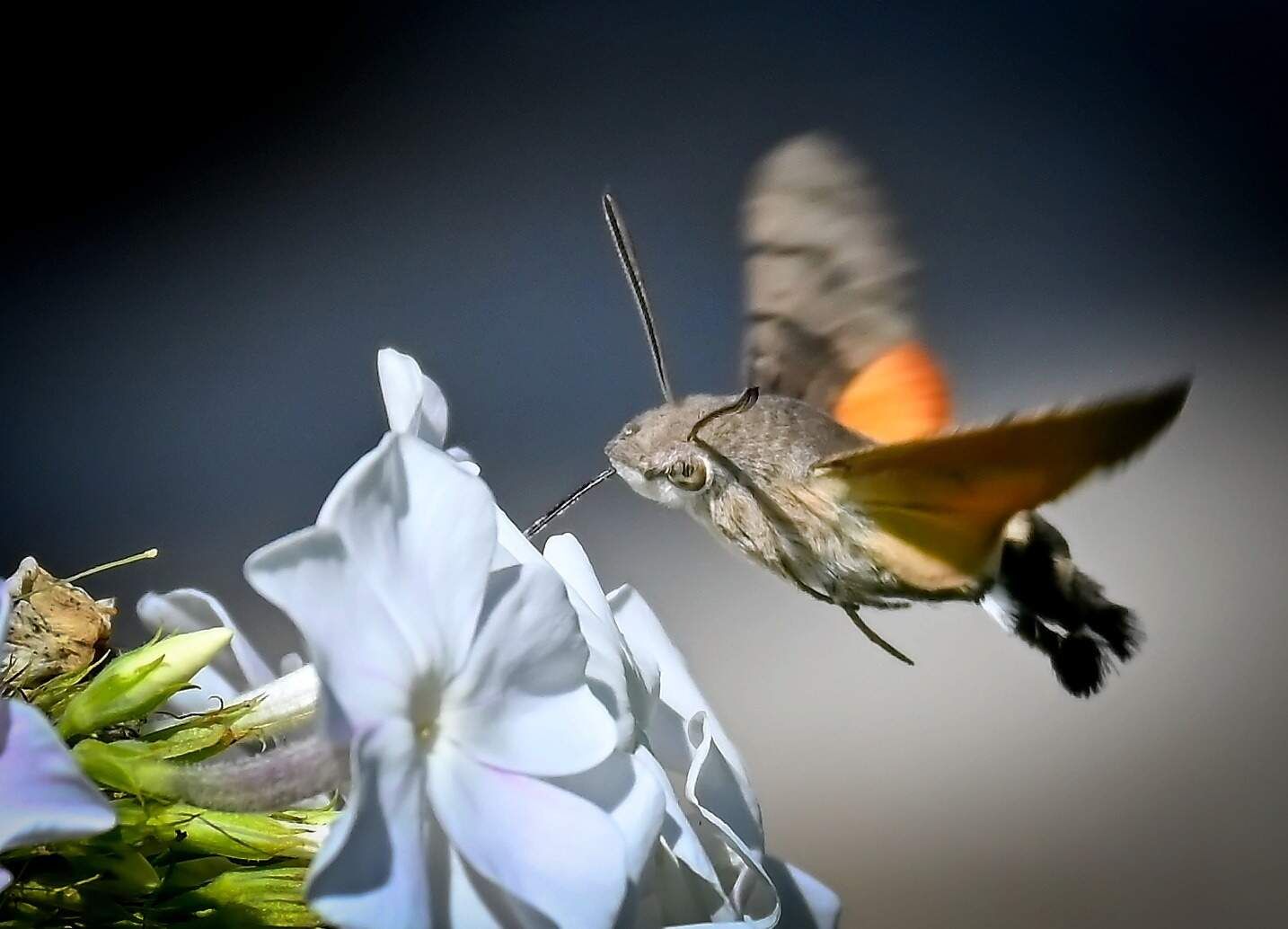 rajce-photo-1689422613