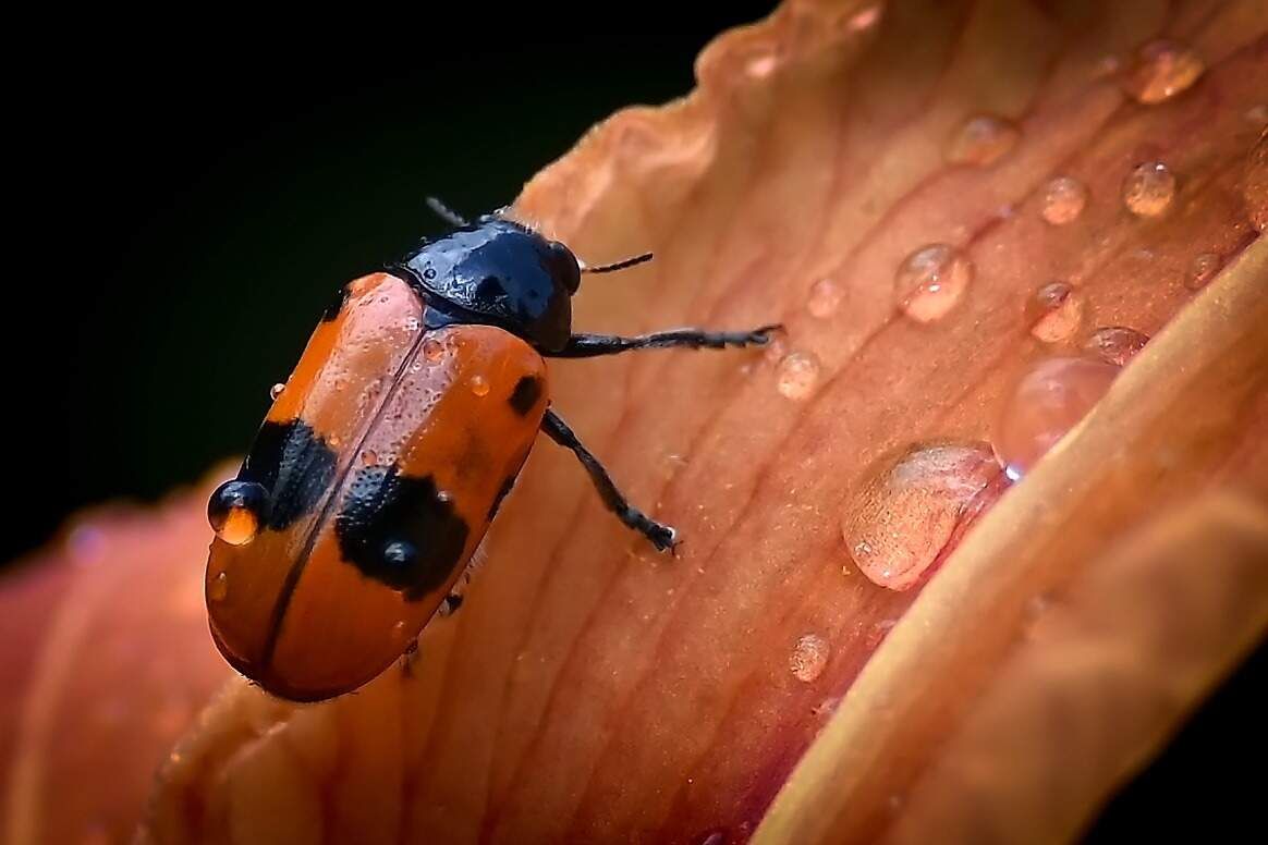 rajce-photo-1685640549