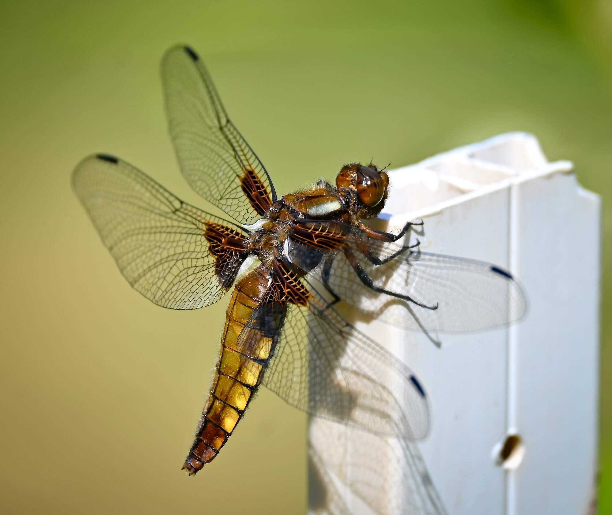 rajce-photo-1685640290