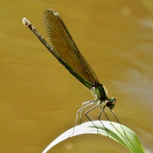 DSCN9764
