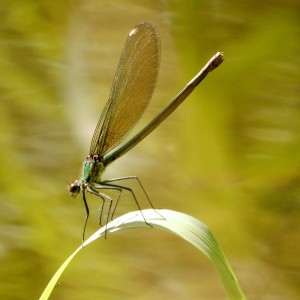 DSCN9767