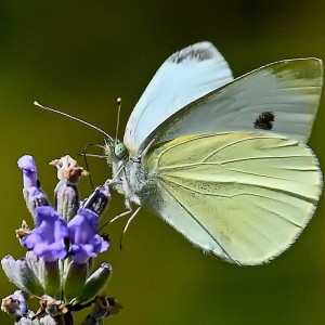 rajce-photo-1689422644