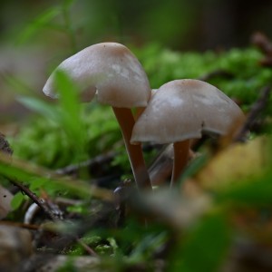 DSC_6303