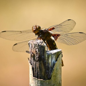 rajce-photo-1685640294