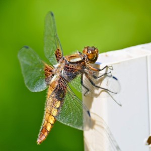 rajce-photo-1685640295