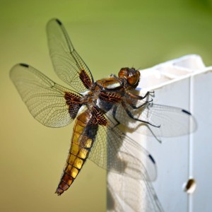 rajce-photo-1685640290