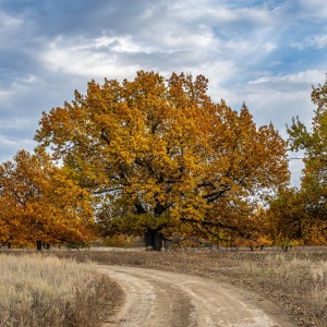 Осень