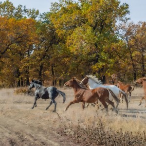 Horses