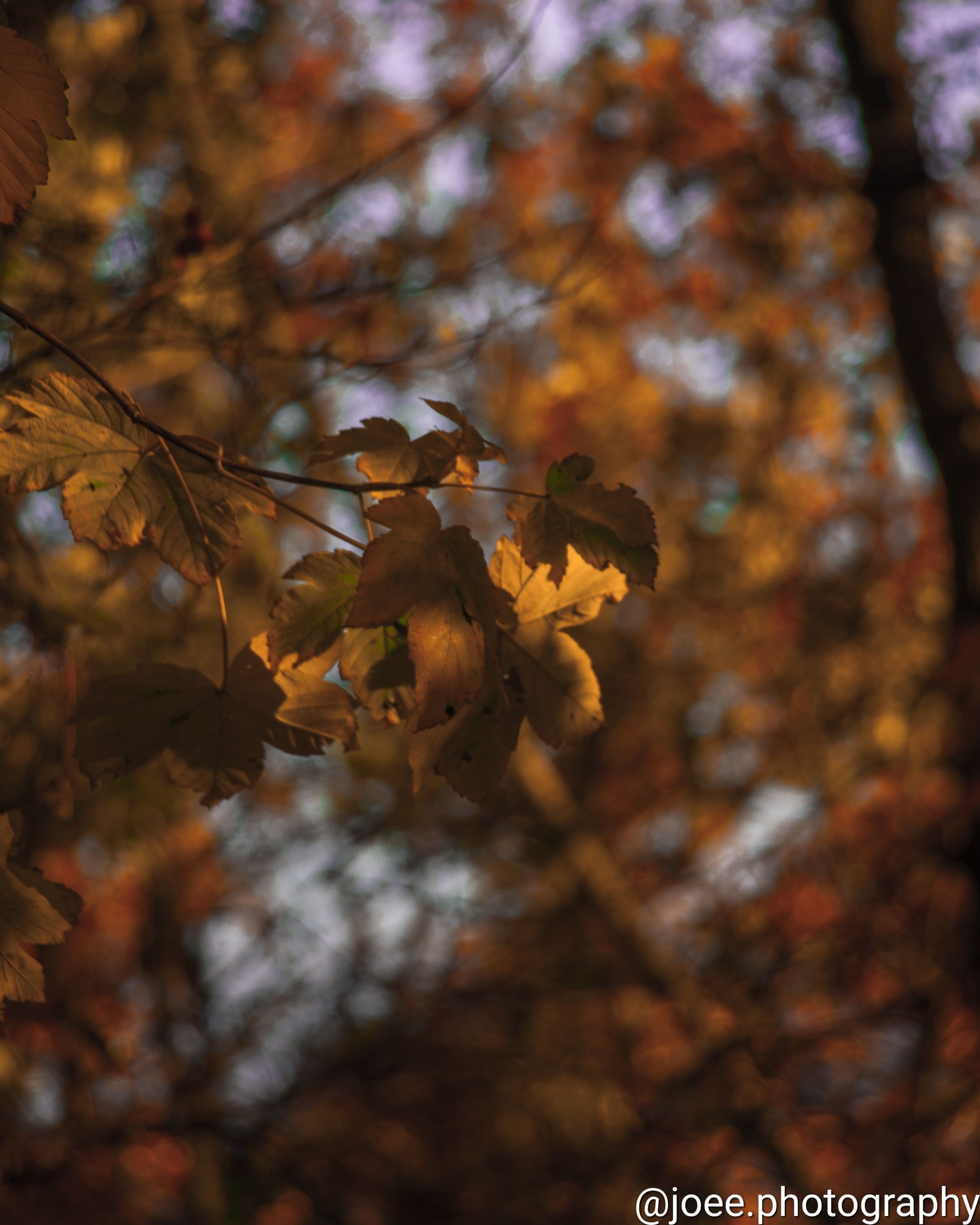 IMG_20211114_220347_545