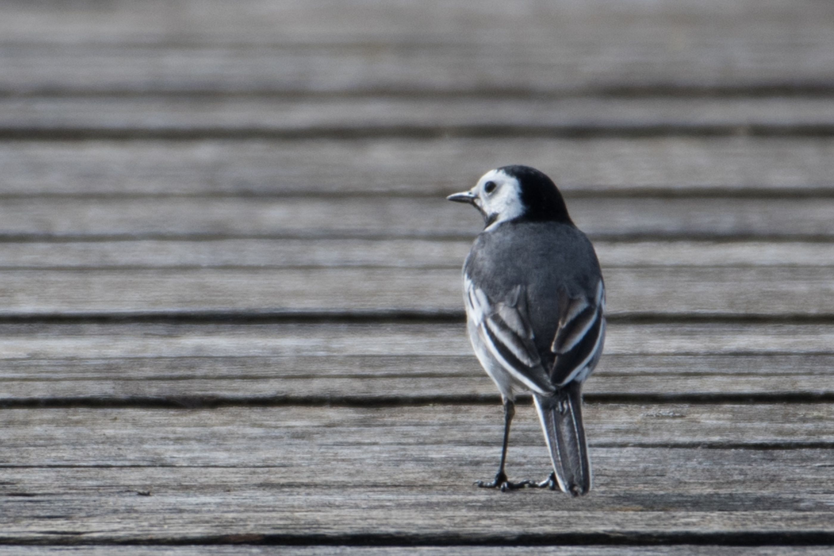 F4CE0787-3A9D-45FE-A512-5E9FE197B77D