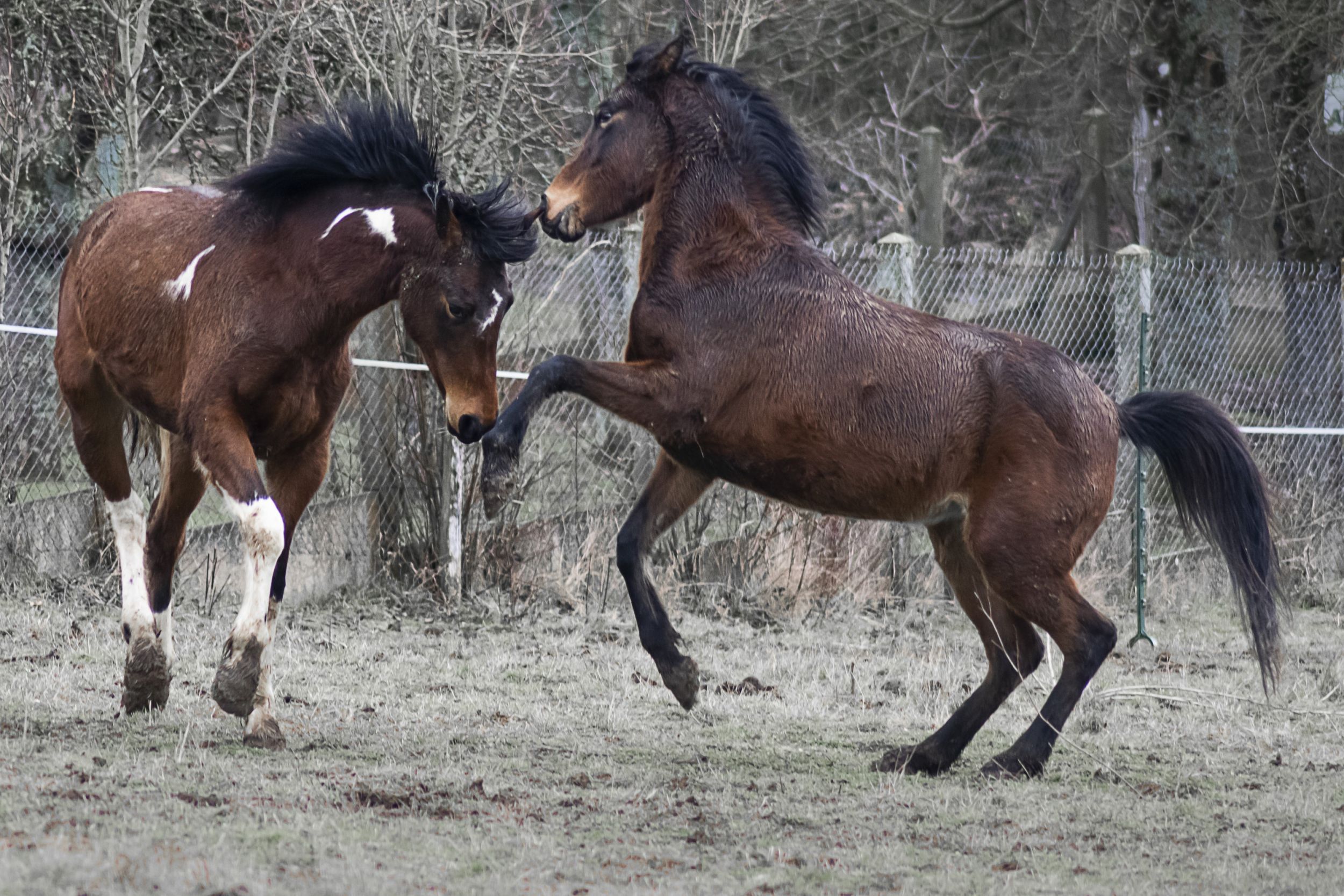 Jeux Chevalins