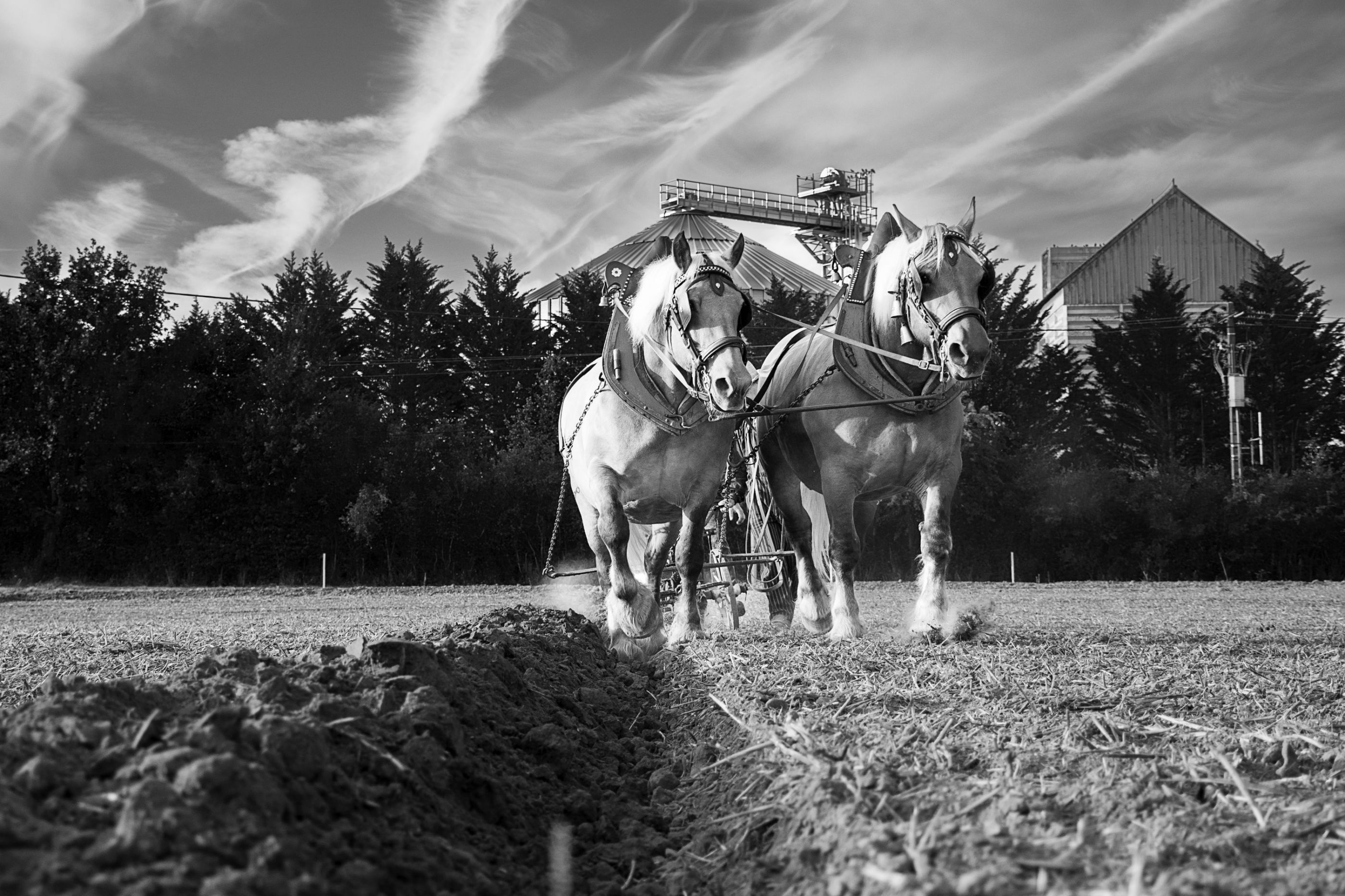 Chevaux de trait