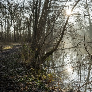 Brume matinale