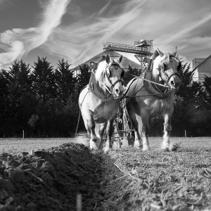 Chevaux de trait