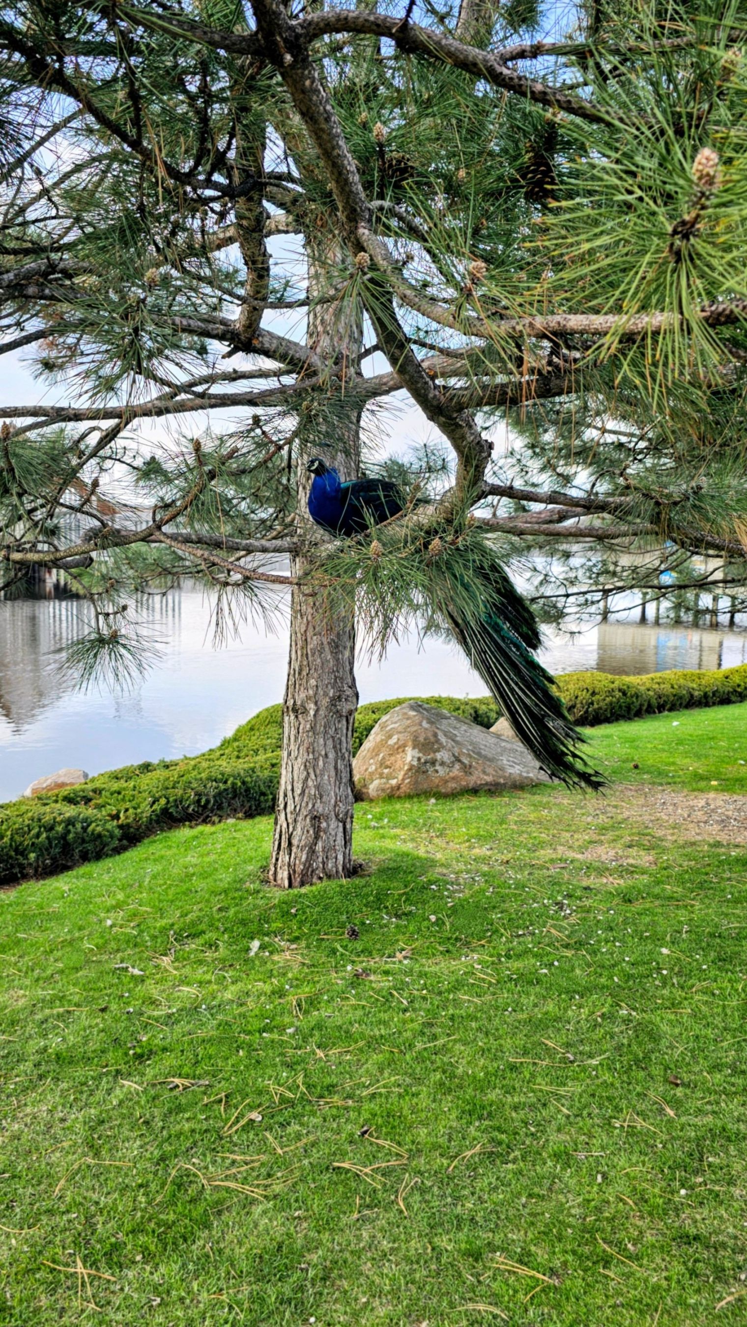 Peacock