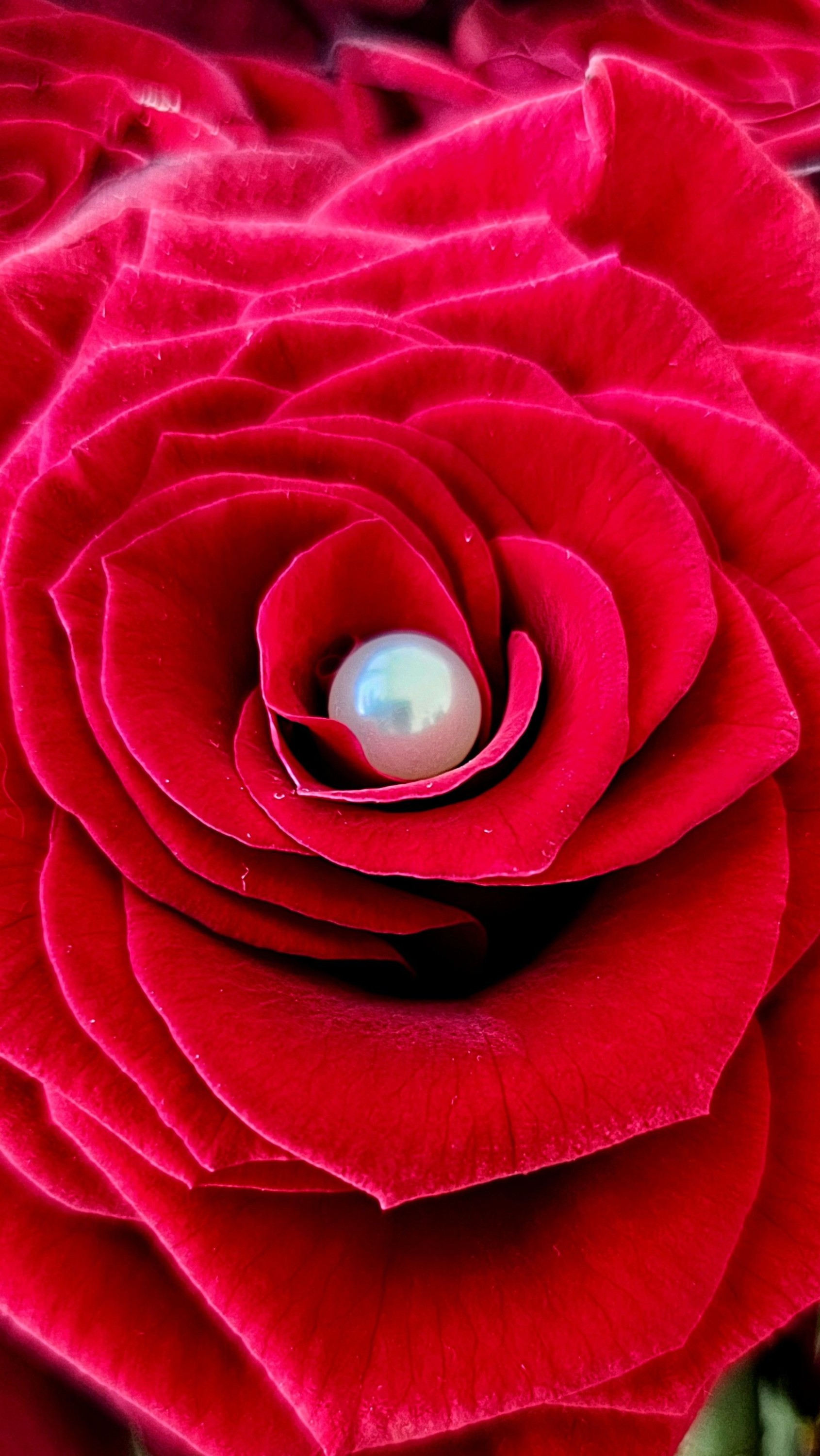 The Pearl and the Rose