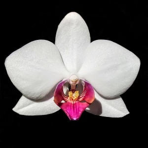 Orchid