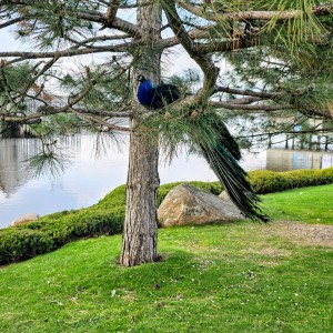 Peacock