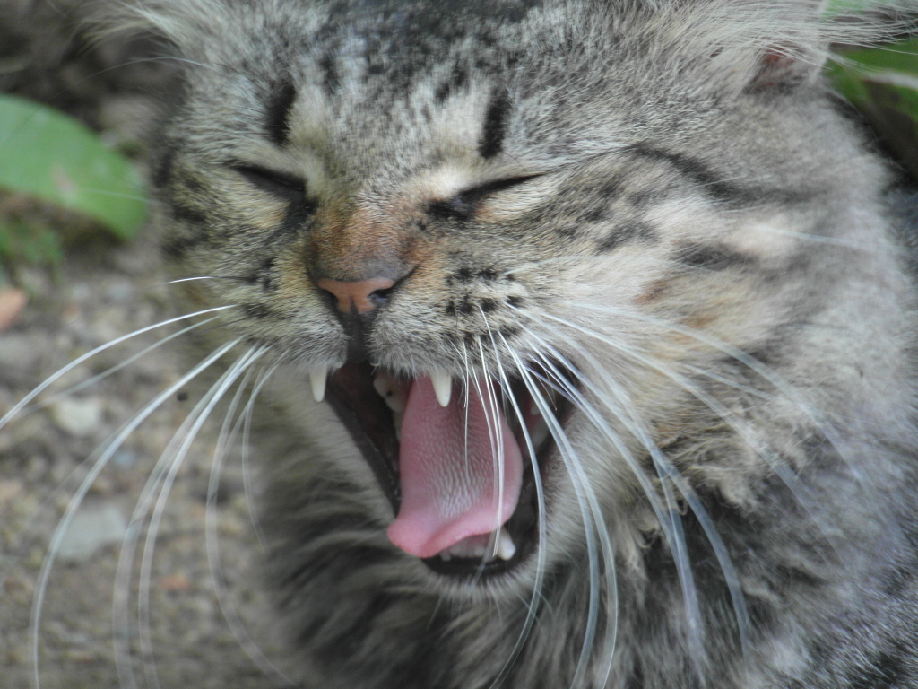 Bostezo Gatuno