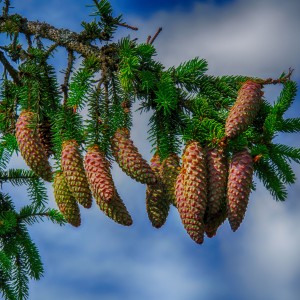 _DSC0091