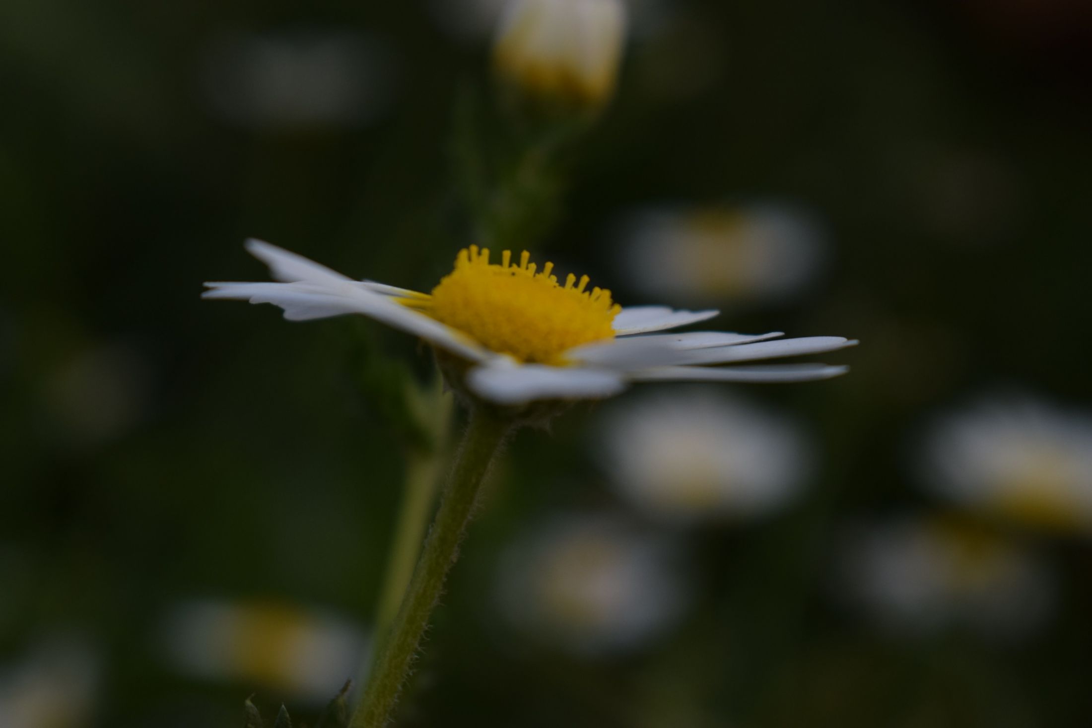 DSC_1090