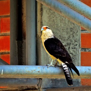 Pigua - Milvago chimachima