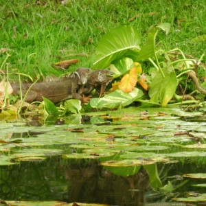 Iguanas