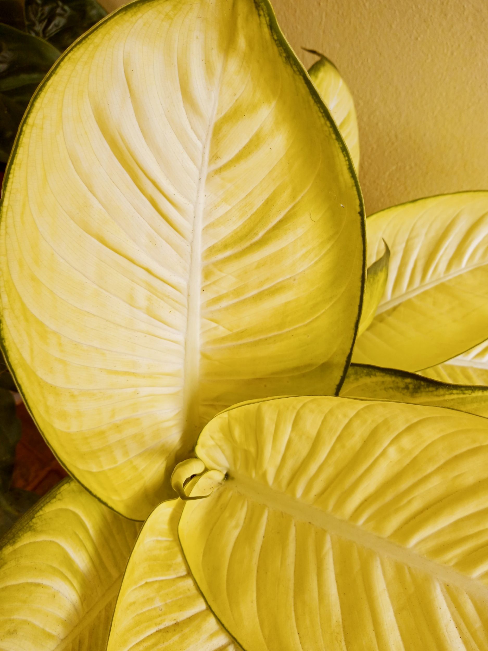 inbound9057326505854236252