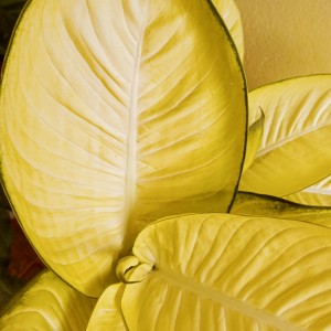 inbound9057326505854236252