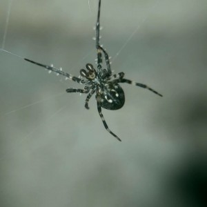 Araña casera...
