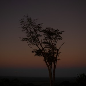 Tree on the mountain