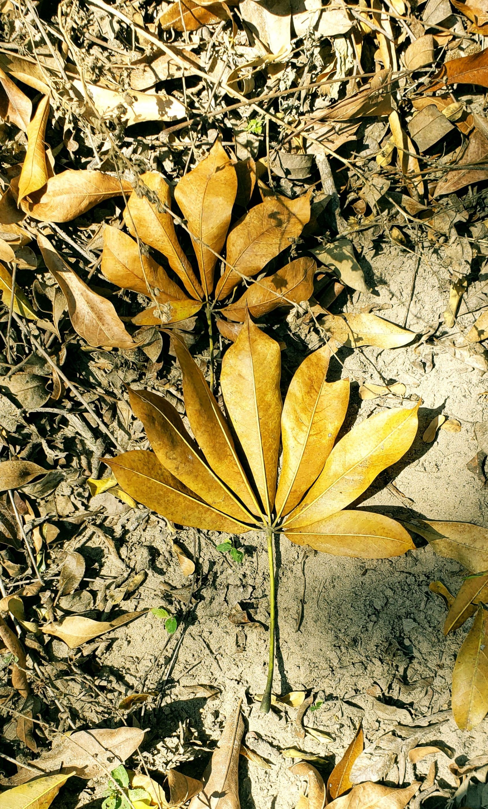 Lineth Caballero/ Honduras