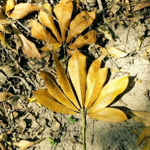 Lineth Caballero/ Honduras