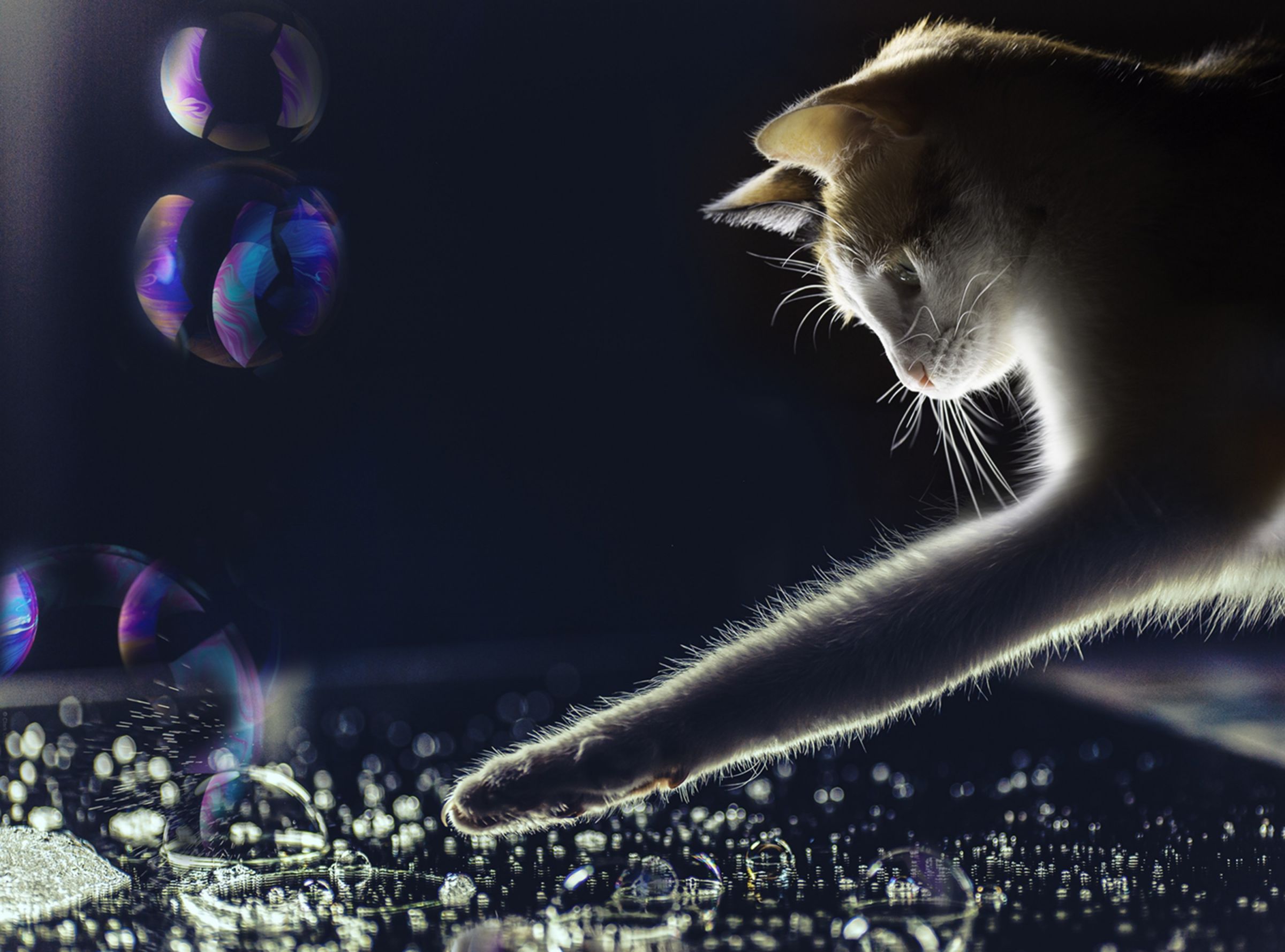 The cat and the bubbles