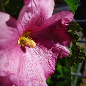 Pink flowers