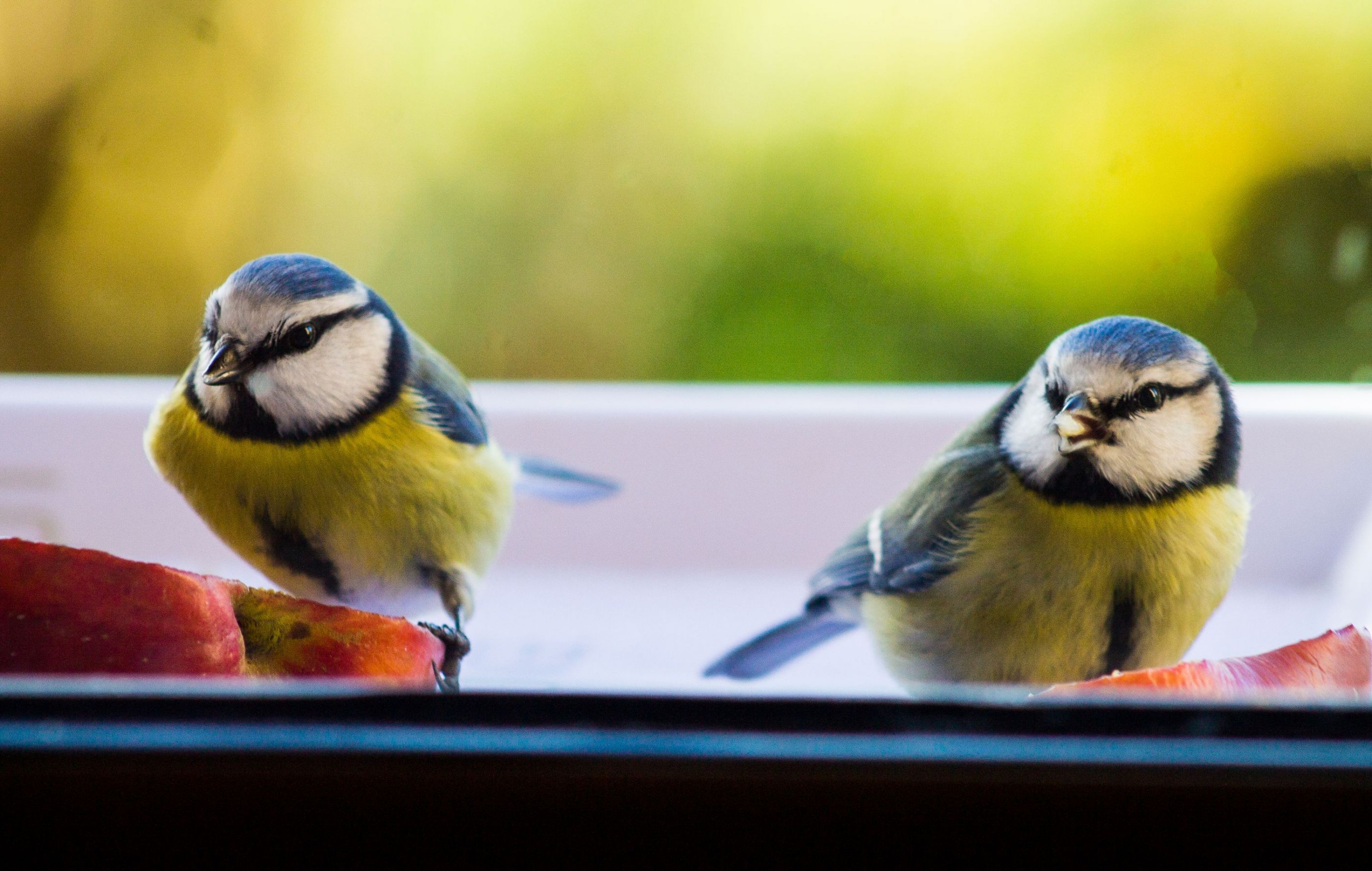 Two bleu tit