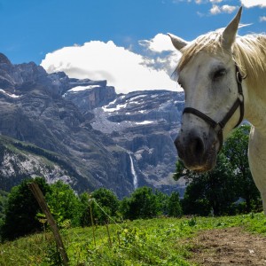 Waterfall and horse