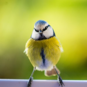 blue tit